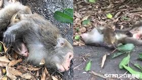 母猴傷重不治，小猴不知道趴母懷中摩蹭／劉義岳授權提供