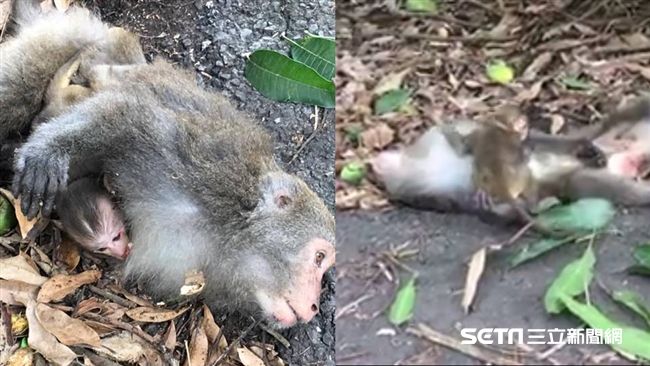母猴傷重不治　小猴緊抱她懷中不肯走