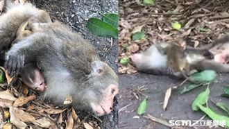 母猴傷重不治　小猴緊抱她懷中不肯走