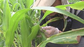 疑秋行軍蟲入侵  苗縣農業處急採樣送