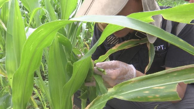 秋行軍蟲現蹤飛牛牧場！公告防治用藥