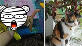她網購客制化貓咪鑰匙圈　網見成品笑翻：小喵喵變大虎爺
圖／翻攝自「爆怨公社」臉書