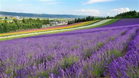 ▲富田農場開出七彩的夏天（圖／shutterstock.com）
