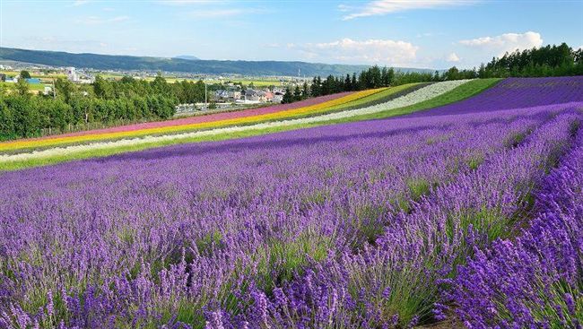 夏日避暑賞花！日本國境之北跳島旅行