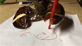 龍蝦,寫字,數字,明牌,爆廢公社公開版　圖／翻攝自臉書爆廢公社公開版