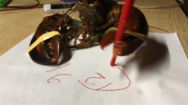 龍蝦螯夾紅筆報明牌　眼尖網友秒破梗