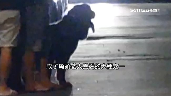 各國黑道愛犬不同！台灣大哥最愛這隻