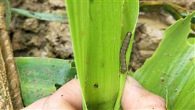 (16:9)遊客餵牛警覺有異  揪出入侵台灣秋行軍蟲苗栗飛牛牧場日前有遊客在餵食牛隻時，發現葉上有可疑蟲體，向農委會防檢局反映，經檢定確認為秋行軍蟲，10日下午已執行銷毀掩埋作業。（苗栗縣農業處提供）中央社記者管瑞平傳真  108年6月10日