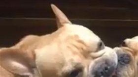 法鬥咬球「當機2分鐘」。（圖／翻攝自爆料公社FB）