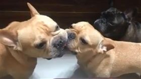 法鬥咬球「當機2分鐘」。（圖／翻攝自爆料公社FB）