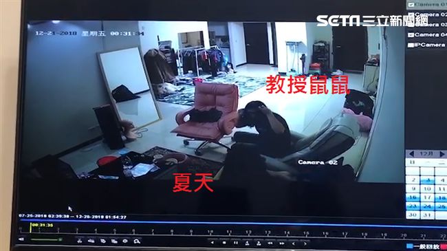 獨／放鬆用？教授鼠鼠誘餵毒畫面曝光