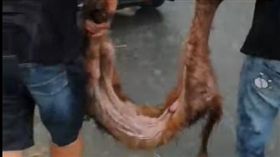 台南,獒犬,繁殖業者,遺棄,護生園