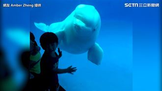 小白鯨玩123木頭人！超Ｑ互動男童