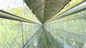 101公尺超長玻璃溜滑梯！他們慘遭「極速噴飛」1死6傷（圖／翻攝自新浪網）