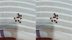 在枕頭下發現荔枝椿象幼蟲(圖/爆廢公社二館)