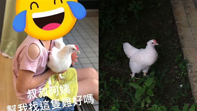 萌寵跳樓失蹤！主人急發「尋雞」啟事