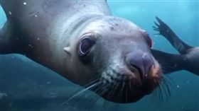 好奇寶寶！海豹認真「狂盯鏡頭」　超萌模樣融化潛水員
（圖／翻攝自williamdrumm IG）