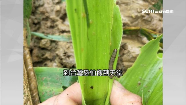 宜蘭疑似發現秋行軍蟲！已採樣送驗