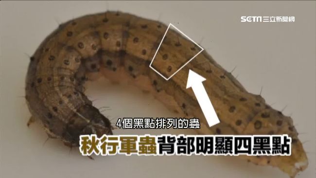 秋行軍蟲入侵！農委會啟用APP通報