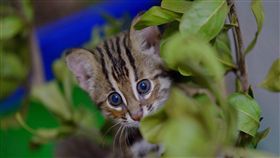 林務局研擬推動友善石虎生態服務給付苗栗縣議會日前審查石虎保育自治條例未過，逾83萬網友發起連署，呼籲加強守護石虎棲地。林務局保育組組長夏榮生受訪表示，林務局已積極草擬「友善石虎生態服務給付」措施草案，盼7月就能上路。（農委會特生中心提供）中央社記者楊淑閔傳真　108年6月11日