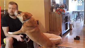 狗,遊戲,絕招,賣萌（圖／翻攝自臉書粉專「LADbible」）