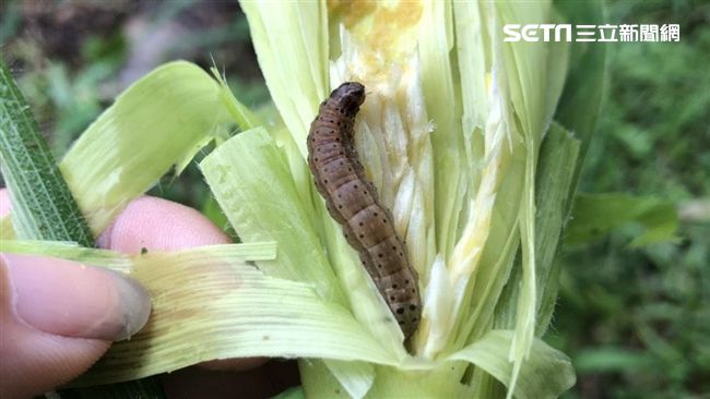 秋行軍蟲入侵台灣！防疫進入第二階段