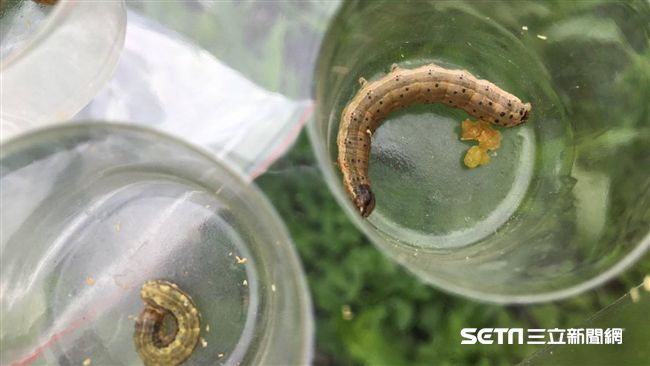 秋行軍蟲可怕在哪？昆蟲達人說真相！