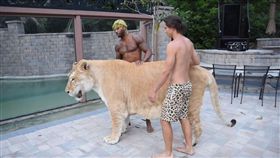 獅虎,美國,人造悲劇,基因缺陷（圖／翻攝自IG）