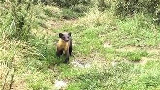 黃喉貂現身雪霸　大眼、圓耳萌翻網友