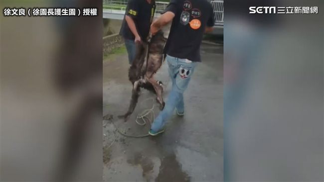 2繁殖場獒犬遭丟棄　癱軟困水門底下