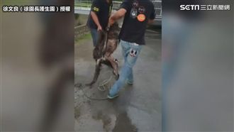 2繁殖場獒犬遭丟棄　癱軟困水門底下