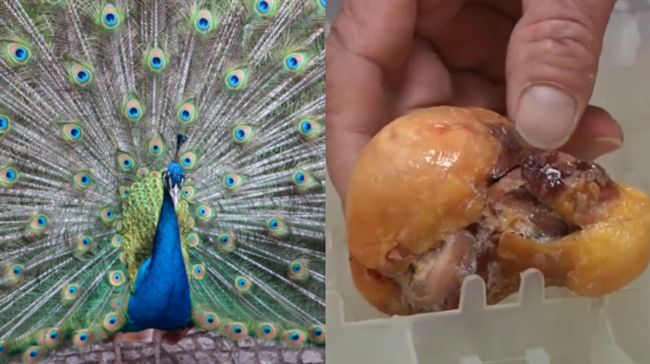 孔雀產金蛋賺翻？飼主樂歪遭專家打臉