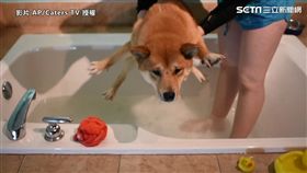 ▲Haro使出吃奶的力氣，就是不想碰到水。（圖／AP/Caters TV 授權）