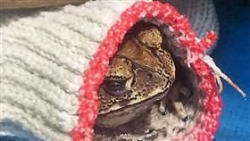 蟾蜍,手套,爬蟲類,爆廢公社公開版　圖／翻攝自臉書爆廢公社公開版