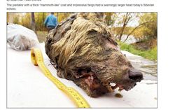 西伯利亞冰封巨大狼斷頭出土。(圖/翻攝自SiberianTimes)