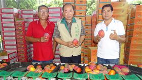 台南芒果採收大雨影響不大  果農盼收購價穩台南市農業局長李朝塘（中）12日前往南化區了解進入採收期的芒果是否因大雨受到損害，果農普遍反映影響不大，反而期盼政府能穩定三級果品的收購價。（台南市農業局提供）中央社記者楊思瑞台南傳真  108年6月12日