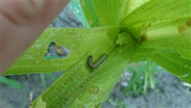 雲林發現疑似秋行軍蟲　緊急送驗雲林縣12日接獲水林、四湖的農民通報發現疑似秋行軍蟲蟲跡，雲林縣動植物防疫所緊急採樣送驗，最快14日檢驗報告會出爐。（雲林縣動植物防疫所提供）中央社記者葉子綱傳真  108年6月12日