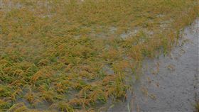 雨勢不斷　張麗善將爭取作物災害補助受滯留鋒面及西南氣流影響，雲林連日雨勢不斷，縣長張麗善12日前往大埤巡視水稻倒伏情形（圖），她表示，將向中央爭取作物災害補助，讓損失降到最低。中央社記者葉子綱攝  108年6月12日