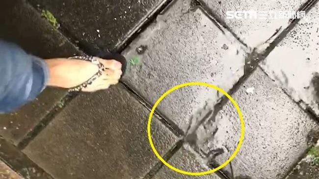 雨天最討厭的事　人行磚「蛤蜊吐沙」