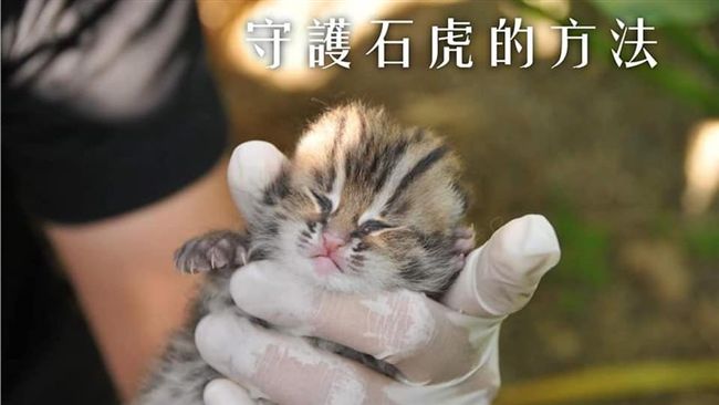 台灣因這件事貽笑國際　動物專家搖頭
