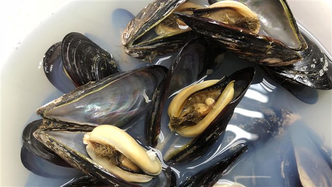 馬祖淡菜送檢　未檢出麻痺性貝類毒素