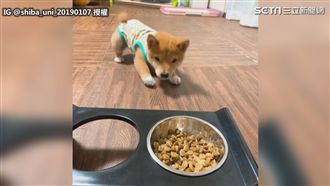 影／超萌小豆柴壓低屁股等主人口令