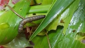 秋行軍蟲（圖／翻攝自農委會官網）