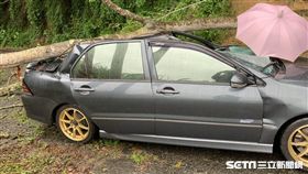 苗栗苗17線大龍村大樹倒塌壓毀一車釀一傷