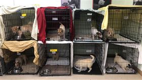 美國無良飼主虐待188隻病犬。(圖/翻攝自Monmouth County SPCA臉書)