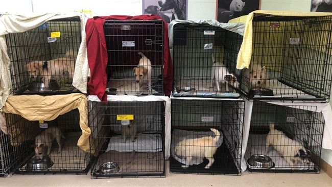 虐養188隻病犬！惡飼主竟還曾獲獎