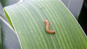 台東疑染秋行軍蟲玉米田將銷毀台東一處甜玉米田初步判斷遭秋行軍蟲入侵，台東縣政府農業處副處長許家豪表示，從外觀研判90%是秋行軍蟲，因情況緊急，14日將直接銷毀。中央社記者盧太城台東攝  108年6月14日