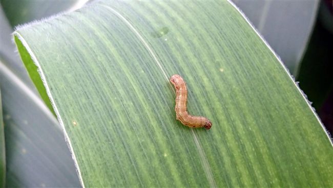 秋行軍蟲入侵台灣　全台案例達65例