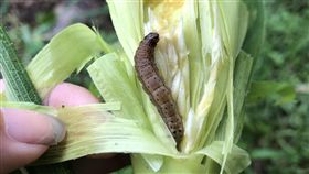 秋行軍蟲恐現跡宜蘭嘉義　蟲體鑑定中苗栗縣飛牛牧場確認遭秋行軍蟲入侵，已進行田地作物銷毀掩埋作業，農委會防檢局10日表示，花蓮區及台南區農業改良場也分別通報疑似有秋行軍蟲現蹤宜蘭縣頭城鎮及嘉義縣義竹鄉，蟲體鑑定最快11日出爐。（防檢局提供）中央社記者楊淑閔傳真　108年6月10日