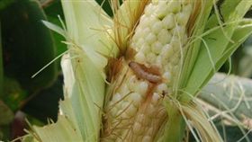 玉米螟蟲（圖／百度百科）